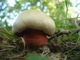 Boletus legaliae image