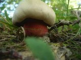 Boletus legaliae image