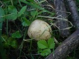 Boletus legaliae image