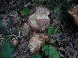 Boletus legaliae image