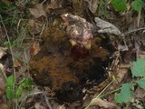 Boletus legaliae image