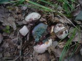 Boletus legaliae image