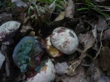 Boletus legaliae image