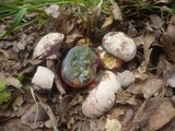 Boletus legaliae image