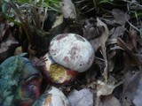 Boletus legaliae image