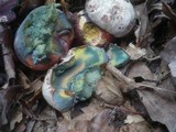 Boletus legaliae image