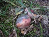 Boletus legaliae image