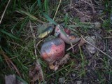 Boletus legaliae image
