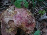 Boletus legaliae image