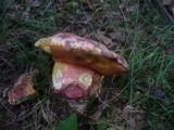 Boletus legaliae image