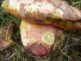 Boletus legaliae image