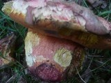 Boletus legaliae image