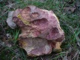 Boletus legaliae image