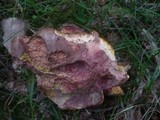 Boletus legaliae image