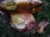 Boletus legaliae image