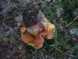 Boletus legaliae image