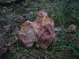 Boletus legaliae image