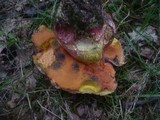 Boletus legaliae image