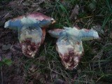Boletus legaliae image