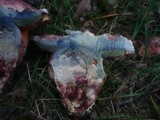 Boletus legaliae image