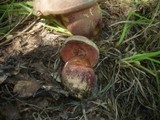 Boletus legaliae image