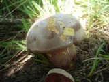 Boletus legaliae image