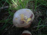 Boletus legaliae image