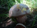 Boletus legaliae image