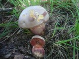 Boletus legaliae image