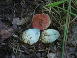 Boletus legaliae image