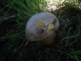Boletus legaliae image