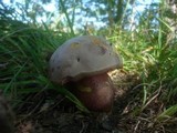 Boletus legaliae image