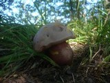 Boletus legaliae image