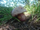 Boletus legaliae image