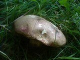 Boletus legaliae image