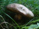 Boletus legaliae image