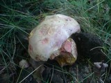 Boletus legaliae image
