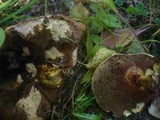 Boletus legaliae image