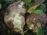 Boletus legaliae image