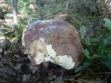 Boletus legaliae image