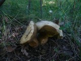 Boletus radicans image