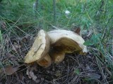 Boletus radicans image