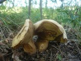 Boletus radicans image