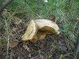 Boletus radicans image
