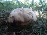 Boletus radicans image