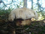 Boletus radicans image