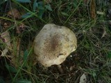 Boletus radicans image