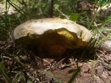Boletus radicans image