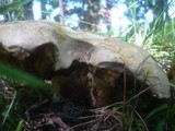Boletus radicans image