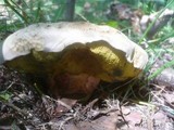Boletus radicans image